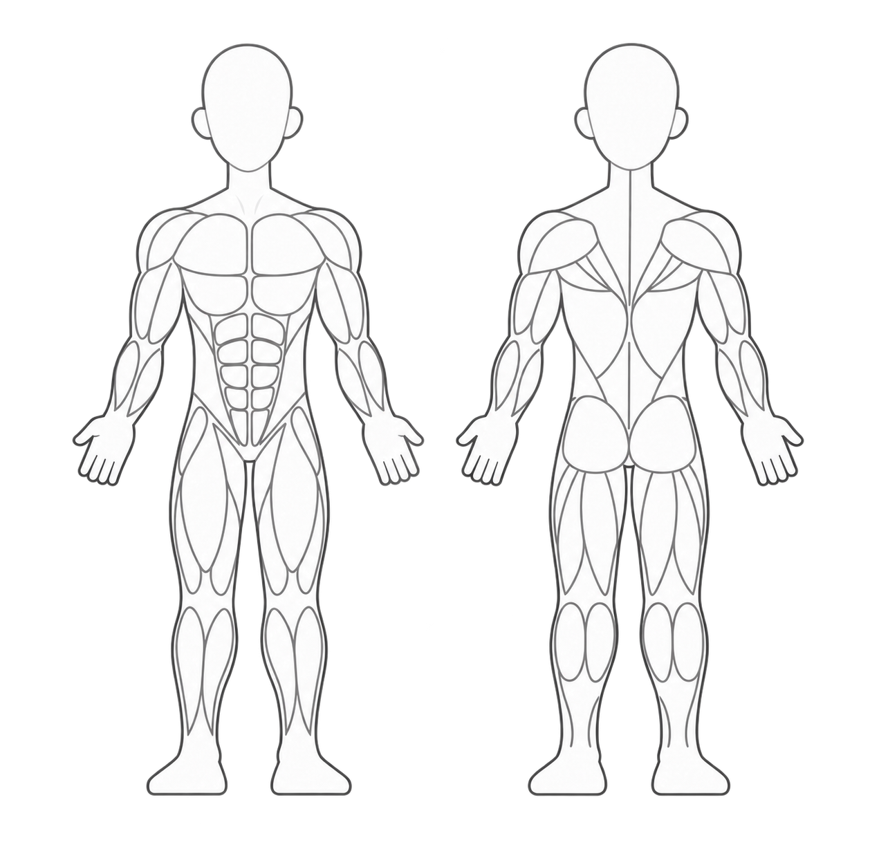 Front and back mannequin diagrams showing muscle groups in white